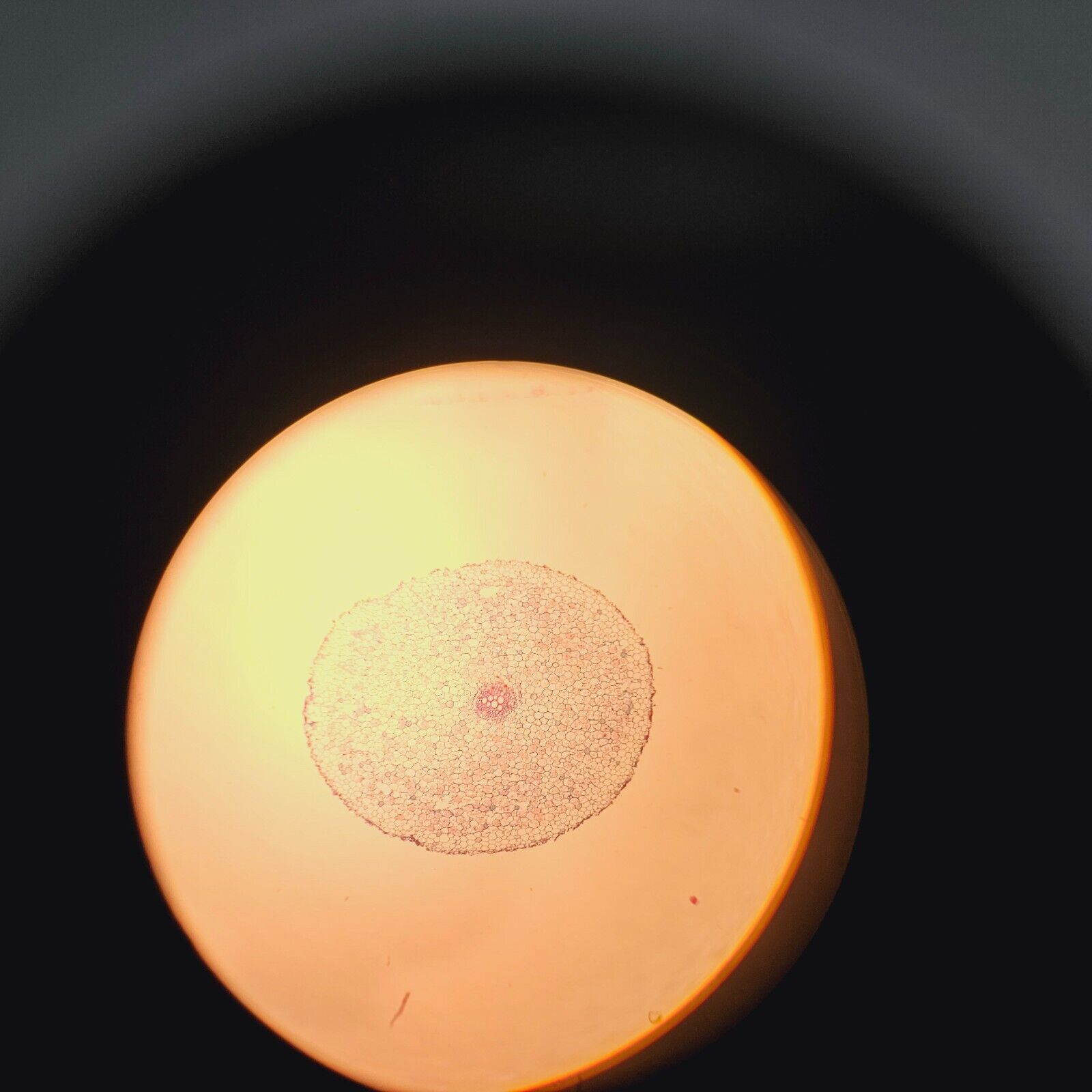 Microscope with Objectives 10/0.25 4/0.1 40/0.65